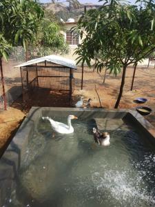 伊加特普里BimalFarm at Koroli Hills的相册照片