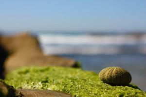 una concha en la playa con el océano en el fondo en El Abejaruco, en Tarifa