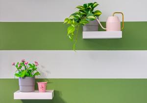 due piante in vaso su scaffali su un muro verde di Garden house - con Terrazzo a Grugliasco