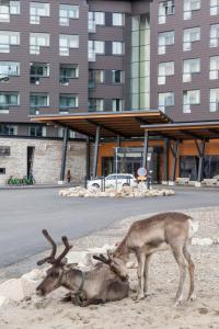 two deer standing in the sand next to a building at Hotel Levi Panorama in Levi