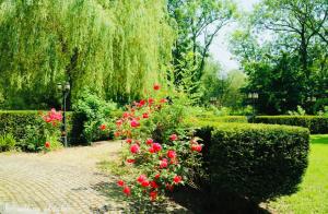 un jardin avec des fleurs rouges et un arbre à pleurer dans l'établissement L'EVEIL, à La Louvière