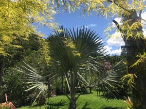 uma palmeira no meio de um jardim em Reserva dos Manacás em São Pedro da Serra