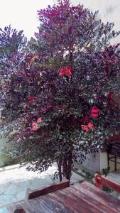 Un árbol con flores rosas. en Pousada JK, en Pirenópolis
