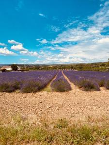 um campo de flores roxas num campo em Le petit carnot em Apt