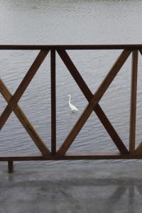 ein weißer Vogel steht im Wasser in der Unterkunft Hostal Casa en la Ciénaga in San Onofre