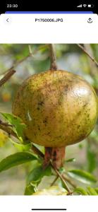 a large pomegranate hanging from a tree at Ogumka, Self catering , Beoliere, Mahe in Victoria