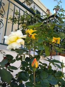 Zahrada ubytování Rosegarden