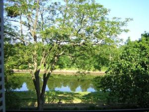 a tree in front of a lake with trees at La Marronniere in Cheffes-sur-Sarthe