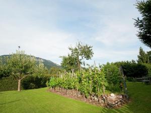 サンクト・ジョアン・イン・チロルにあるApartment in St Johann in Tyrol with a gardenのブドウの木が茂る庭園