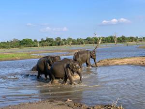 a group of elephants walking in the water at Elegant Lake House in Tissamaharama