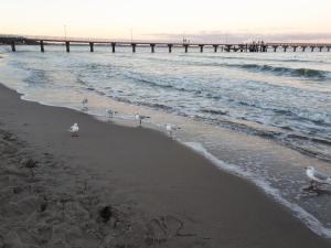 a group of birds walking on a beach with a pier at Dachgeschosswohnung mit Seeblick in Ahrensbök