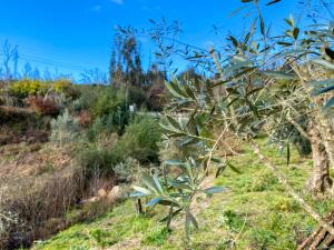 a tree in the middle of a field at Encosta do Sol in Canas de Senhorim