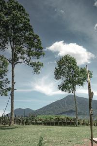 two trees in a field with mountains in the background at KAMPUNG KOPI CAMP in Pujungan