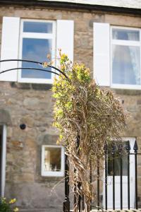 a plant on a fence in front of a building at White Swan Cottage in Alnwick