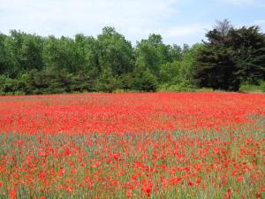 a field of red flowers in a field with trees at Ma Chambre d'Amis in Saint-Clément-des-Baleines