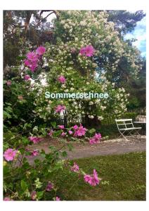 a flowering tree with pink flowers in a park at Villa Harmonie in Ahlbeck