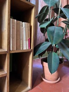 une étagère avec des livres et une plante en pot dans l'établissement L'appartement du Café de l'horloge, à La Ciotat