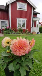 Un mazzo di fiori davanti a una casa rossa. di Myntloftet med inglasad bubbelbad a Borlänge