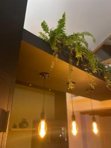a bunch of plants hanging from a ceiling with lights at Pasithéa Loft Spa Privatif in Calais