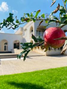 een granaatappel hangend aan een boom voor een huis bij Don Onofrio in Monopoli