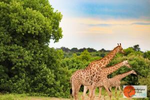 a group of three giraffes standing next to a tree at Sandpiper Villas Chobe in Kasane