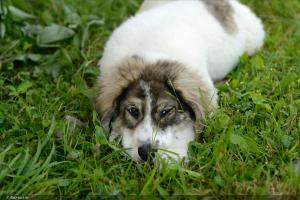 un perro blanco y marrón tirado en la hierba en Inspire View, en Bran