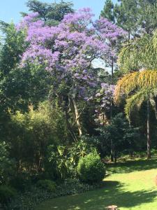 un árbol con flores púrpuras en un jardín en Shepherd Lodge, en Johannesburgo