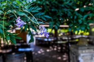 Ein Garten an der Unterkunft Logis Hôtel du Chêne