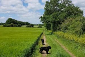 two dogs walking down a dirt road in a field at The Studio a super cute place nr Southwold in Southwold +5 photos
