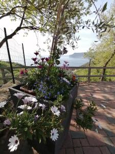 a pot of flowers sitting on a patio at Oroverde in Bergeggi
