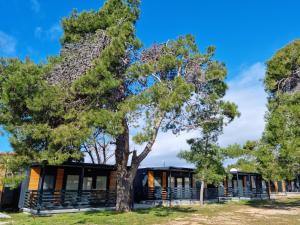 a house with a tree in front of it at Sand & Relax Privlaka - Mobile home "Lavanda" in Privlaka