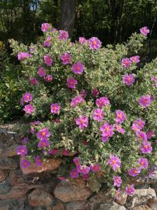 a bunch of pink flowers in a rock wall at Oroverde in Bergeggi