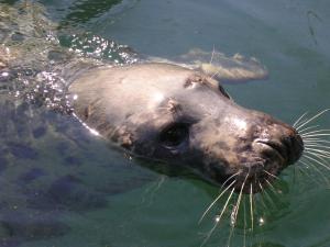 Altri animali domestici presso la casa vacanze o nei dintorni