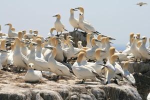 Altri animali domestici presso la casa vacanze o nei dintorni