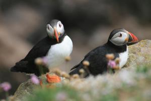Altri animali domestici presso la casa vacanze o nei dintorni