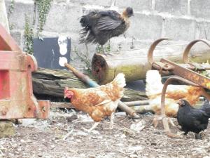 Altri animali domestici presso la casa vacanze o nei dintorni