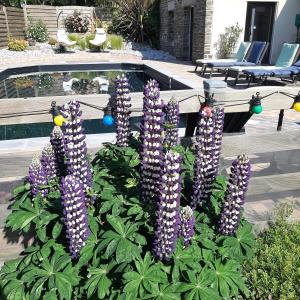 Le Val Daninière B&B Adult only外面的花园