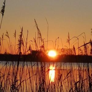 a sunset over a body of water with tall grass at Eichis Landliebe in Gorschendorf