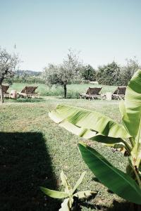 a group of picnic tables and a large green plant at Bed & Breakfast IL PAJO in Padenghe sul Garda