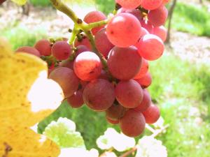Zahrada ubytování Weinlandhof