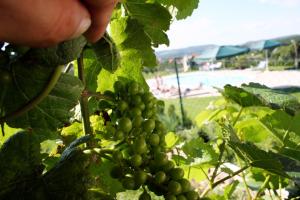 Zahrada ubytování Weinlandhof
