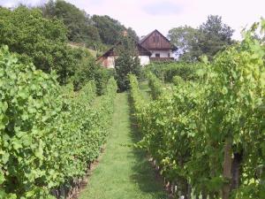 Zahrada ubytování Weinlandhof