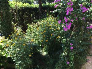 Ein Garten an der Unterkunft Bed & Breakfast Borka