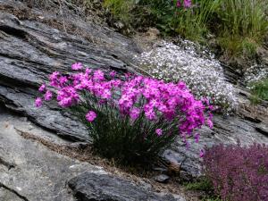 A garden outside Landhaus Alpenrose - Feriendomizile Pichler