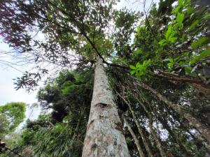 een hoge boom die de lucht in reikt bij Refugio en el Bosque in Medellín