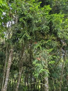 a group of trees with leaves at Refugio en el Bosque in Medellín
