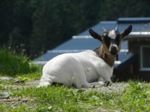 Altri animali domestici presso l'affittacamere o nei dintorni
