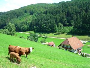 HofstettenにあるApartment in Hofstetten surrounded by natureの草の丘の上に放牧された牛2頭
