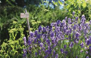 a bunch of purple flowers in a garden with a sign at 4 Bedroom Amazing Home In Albacete in Fuente-Álamo