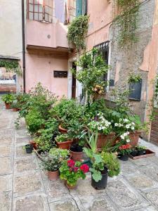 a group of potted plants in front of a building at CORTE TRAPOLIN in Venice